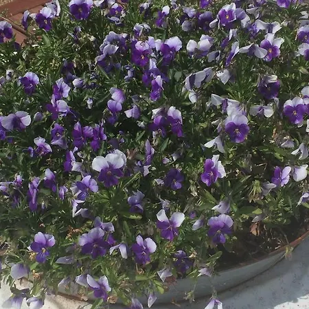 Sellebjerg Apartament *